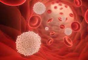 rare blood diseases - blood cells